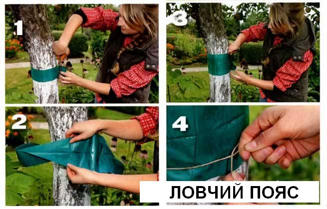 Ловчий пояс для деревьев от вредителей